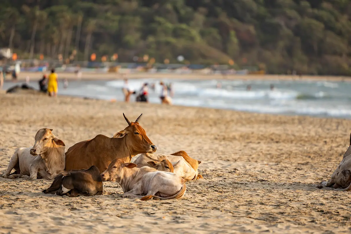 Yin-Yoga-et-Restauratif-en-Inde-feature